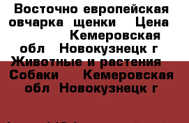 Восточно европейская овчарка -щенки! › Цена ­ 25 000 - Кемеровская обл., Новокузнецк г. Животные и растения » Собаки   . Кемеровская обл.,Новокузнецк г.